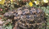 斑点陆龟身份信息