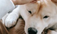 现实版“忠犬八公”，狗狗风雨无阻在车站等待主人出现