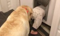 将宝宝交给狗子照看，它竟怂恿小主人钻狗洞出去玩，主人看完尴尬不已！