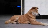 狗是人类最忠实的朋友，相伴十年的爱犬走了，愿它在天堂快乐幸福