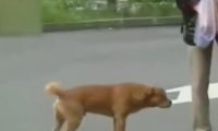 狗狗公交车站等主人一年,每日闻味道找主人,忠犬令人泪崩!