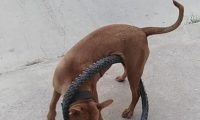 比特犬用自行车轮胎困住自己 网友:有点蠢