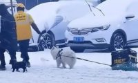 被迫营业！外卖小哥让狗狗雪地里拉外卖箱，网友：狗粮得靠自己赚