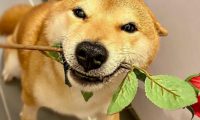 主人回家看到满地黑脚印,柴犬竟然浴室主动求洗白