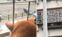 超窝心！狗狗和爸爸默契十足 听声便能迎接爸爸