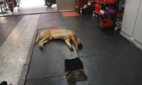 主人回家发现狗子头垂直朝下，以为它死掉了，走过去一看笑喷了