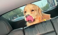 狗狗看到主人在车上吃东西，它的口水全流到了座位上，有多馋啊！