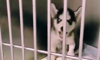 狗狗生病被送医院门诊，凄楚不断召唤母亲，主人家看过心痛不己！