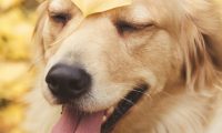 狗狗撞了小孩 | 两岁女孩被金毛犬撞成骨折 遭遇大型犬须咋防范