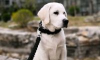 拉布拉多获“无罪释放”,养狗不拴绳岂能轻拿轻放?