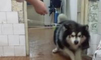 宠主想“恶搞”阿拉斯加犬，却被机敏狗狗不按套路出牌，网友看过哈哈大笑