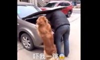主人家修车,金毛狗狗使坏,結果主人家又气又难堪!