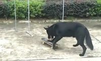 狗狗模仿小主人滑滑板，刚进脚就滑得像模像样，主人要看懵圈了