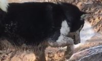主人：我总感觉我家的狗子是丢了什么东西？网友：可能是丢了灵魂