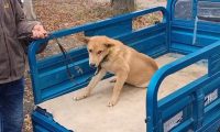 瘸腿狗狗卖狗贩，临别时，狗狗险些咬伤主人