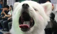 狗狗睡醒探出头，发现周围人都在看它，马上露出笑容超级萌