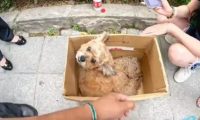 小狗遭遇车祸，同伴不离不弃