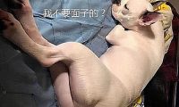 主人不听非要给狗子剃毛，心疼狗狗一秒