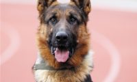 忠实的警犬：黑豹和笨笨