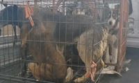 宠物和狗肉仅一线之隔?哈士奇幼犬脱困