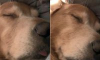 6岁金毛睡觉做梦还惦记着在吃奶，人年纪大了会变孩子气，想不到狗也那样