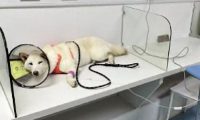 柴犬偷吃了70多粒布洛芬,主人花了5千将它抢救回来