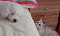 猫咪恶搞狗狗，竟趁狗狗睡觉时打狗狗