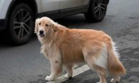 连续两次被抛弃的金毛犬,叼着牵引绳在雨中呜咽,狗:主人你在哪