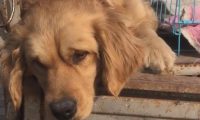 山东:金毛犬因为睡觉打呼被卖,狗市中,狗狗满脸生无可恋