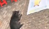街头套陷阱了条小黑狗,狗狗那时候就蒙了:“我它汪的有家了?”