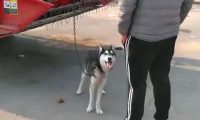 哈士奇拆家犯二,被主人牵去狗市贩卖,二哈站在主人跟前满眼深情
