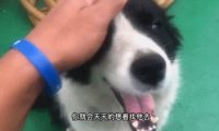戒色博主晒18岁边牧，说它长寿是没见过母狗！网友破防：难怪我能活到20岁…