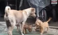 有鸡腿不吃 流浪狗带回家喂小狗