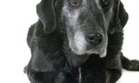 犬类健康:尿失禁——萨沙爱宠健康白皮书