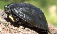 黑颈乌龟身份信息