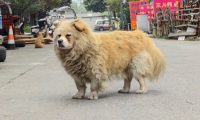 流浪狗为报答店主投喂赠送幼崽，引人泪目
