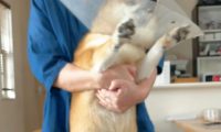 主人想给柴犬涂药,它却拼了命挣脱不肯接纳,神情兴奋到模糊不清了!