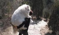 狗狗被拉去登山减肥，妈妈却扛不住了：我太难了