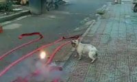 新店开业放鞭炮,斗牛犬跳进鞭炮堆里狂叫,狗:旺旺旺……