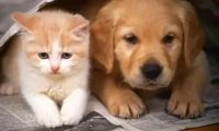 送快递的时候还能跟人家的猫咪狗狗一起自拍，这快递小哥太幸福了