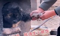 小狗钻进“灶坑”取暖,不给猫咪留位置