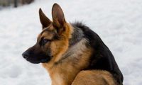 看起来小奶狗却其实成年人犬？维持着奶萌的德牧，却努力着那样的付出代价