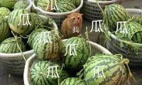 分手就弃养？狗狗做错了什么！我劝这类人还是别害狗了吧！