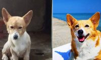 柯基犬在繁殖场被救 幸遇把拔带它旅游看世界