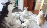 小主人嗜睡不起床，亲人无可奈何让小狗去叫，三分钟后被这幕笑趴