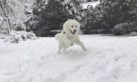 狗狗饿到狂吃雪？实际上也有这种缘故！