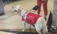导盲犬带主人乘地铁,狗狗趴下的样子让人称赞