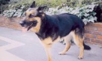 三脚导盲犬为救主人失去一条腿 却依旧渴望工作