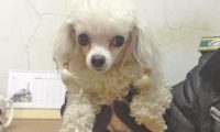 迷路贵宾犬在马路获救 小狗主人急需来认领