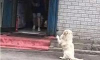 流浪狗不停向女子作辑,女子很是好奇,跟过去一看红了眼!!